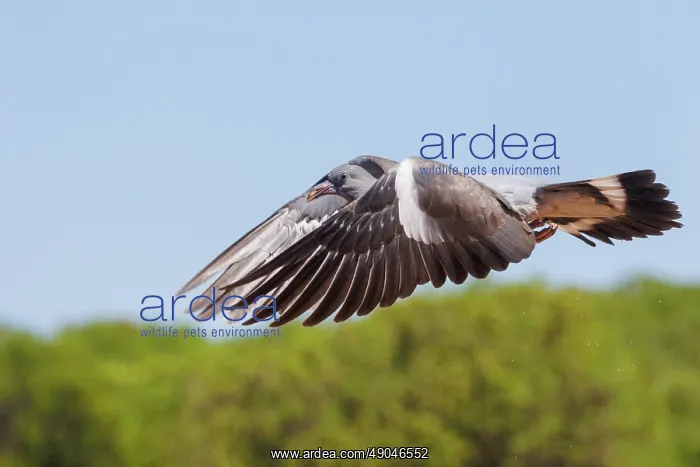 : WOOD PIGEON : WOOD PIGEON