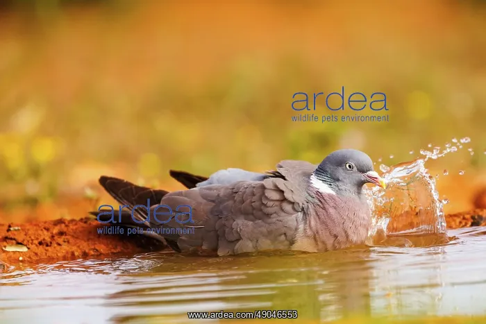 : WOOD PIGEON : WOOD PIGEON