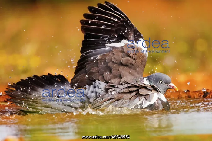 : WOOD PIGEON : WOOD PIGEON