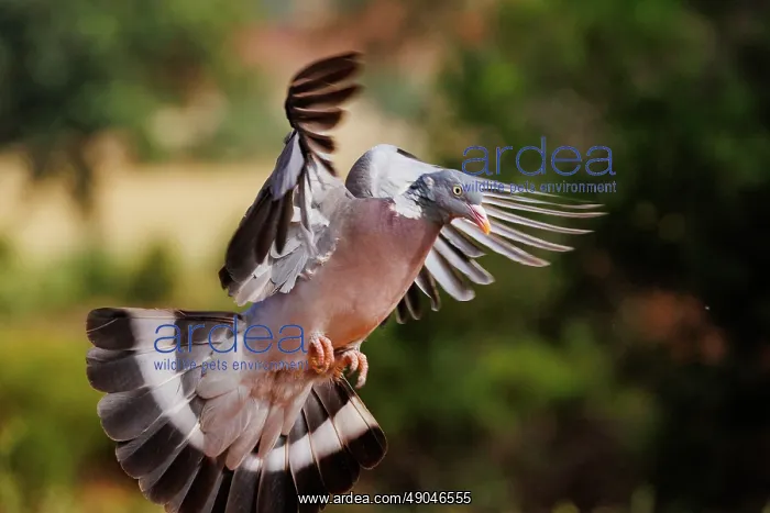 : WOOD PIGEON : WOOD PIGEON