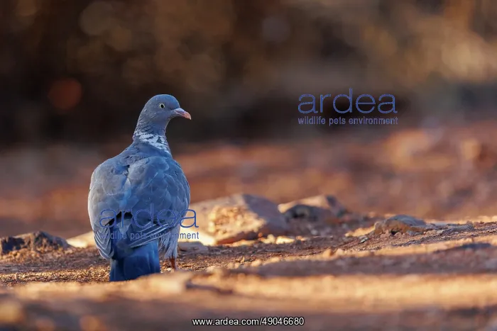 : WOOD PIGEON : WOOD PIGEON