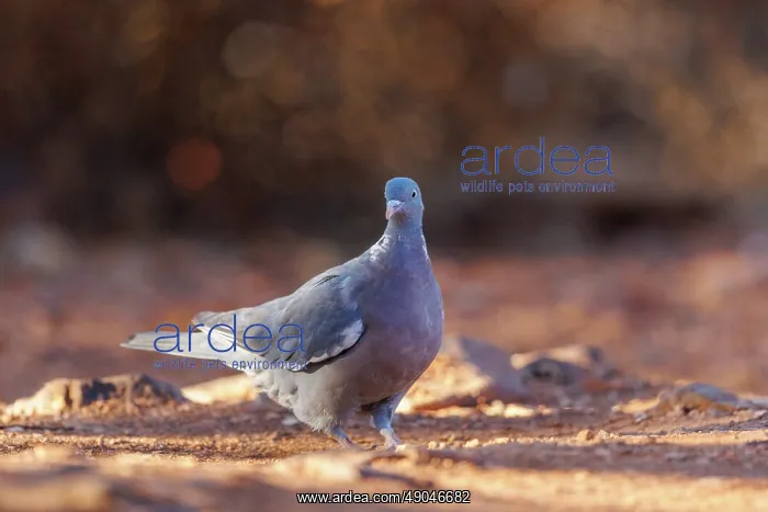 : WOOD PIGEON : WOOD PIGEON