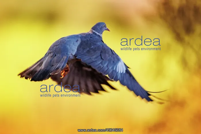 : WOOD PIGEON : WOOD PIGEON