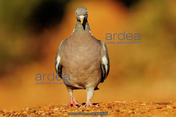: WOOD PIGEON : WOOD PIGEON