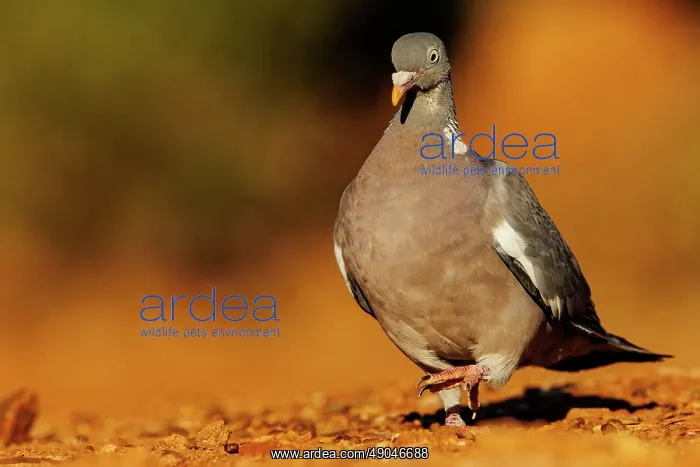 : WOOD PIGEON : WOOD PIGEON