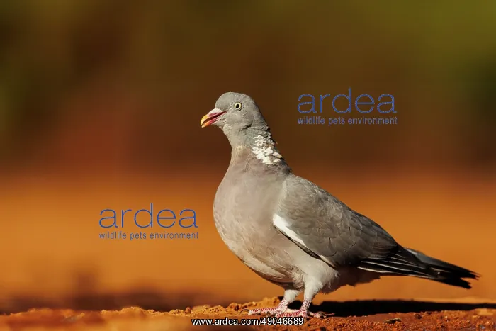  : WOOD PIGEON