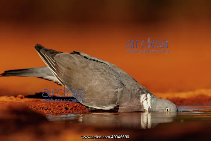 : WOOD PIGEON : WOOD PIGEON