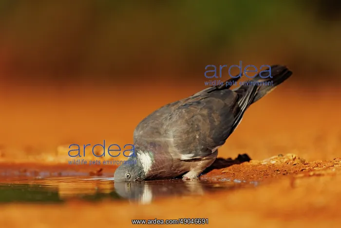 : WOOD PIGEON : WOOD PIGEON