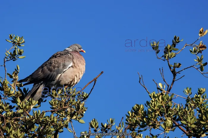 : WOOD PIGEON : WOOD PIGEON