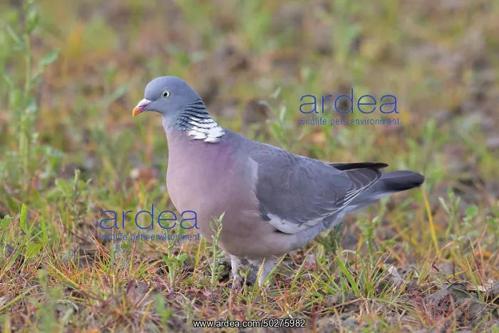 : Wood Pigeon : Wood Pigeon