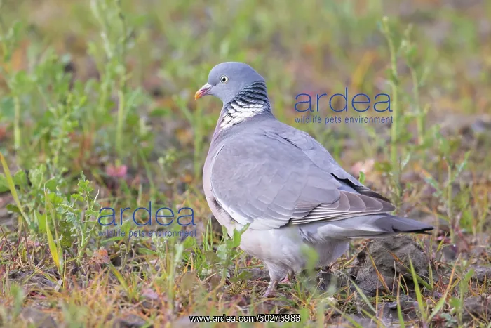 : Wood Pigeon : Wood Pigeon