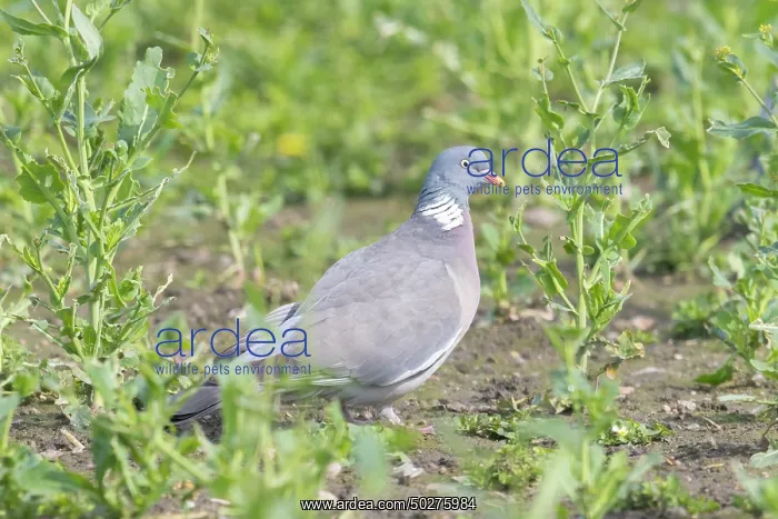 : Wood Pigeon : Wood Pigeon