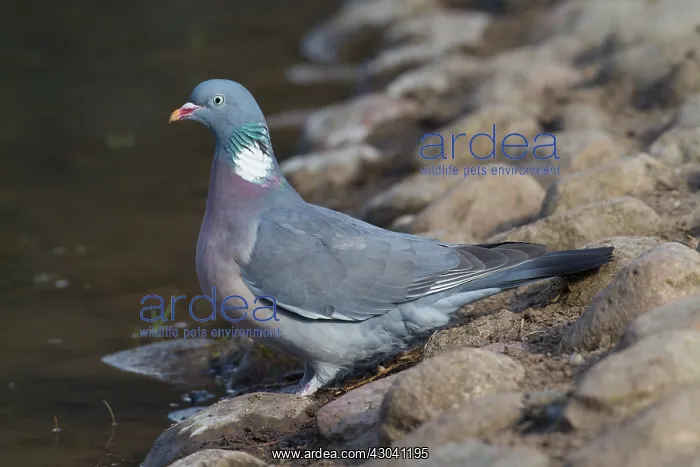  : Wood Pigeon - adult bird drinking - Germany