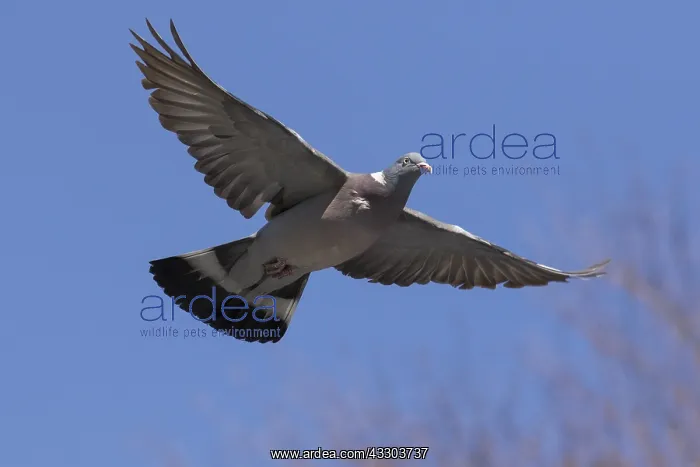 : Wood Pigeon - adult bird in flight - Germany : Wood Pigeon - adult bird in flight - Germany