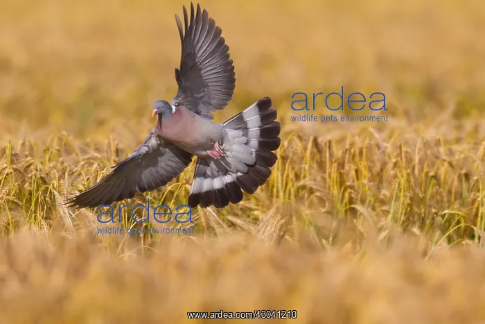 : Wood Pigeon - adult bird in flight above a grain : Wood Pigeon - adult bird in flight above a grain