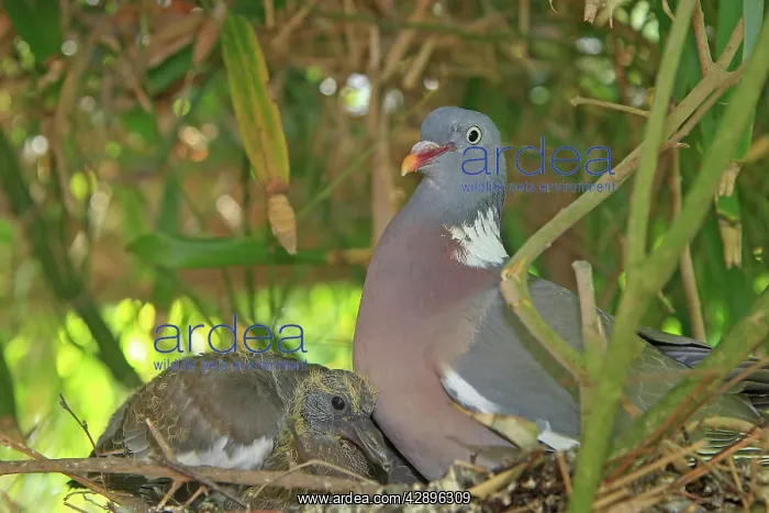  : Wood pigeon - adult with chick
