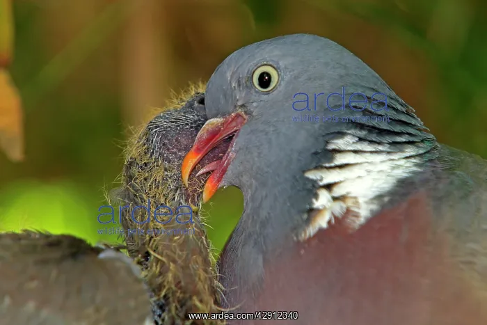 : Wood pigeon - adult feeding chick : Wood pigeon - adult feeding chick