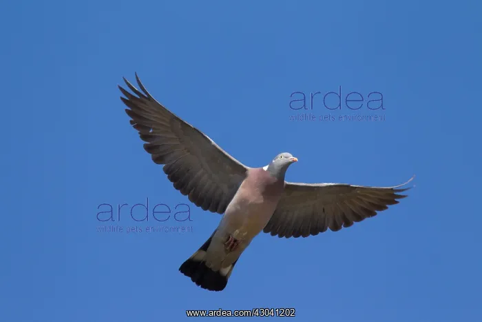  : Wood Pigeon - adult in flight - Germany