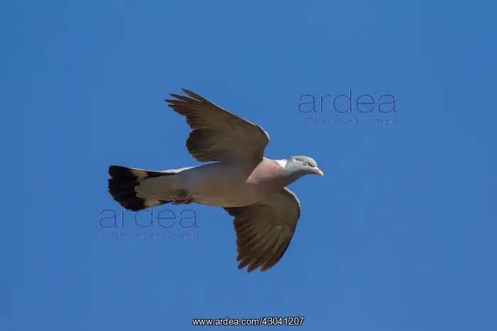 : Wood Pigeon - adult in flight - Germany