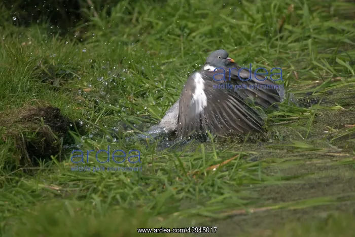 : Wood Pigeon bathing in garden pond : Wood Pigeon bathing in garden pond