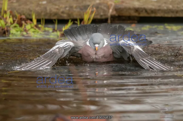 : Wood pigeon - bathing in garden pond - Lincolnshire : Wood pigeon - bathing in garden pond - Lincolnshire