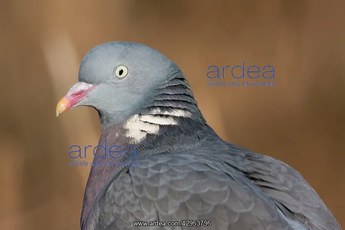 : Wood Pigeon - Close up of an adult bird's head : Wood Pigeon - Close up of an adult bird's head