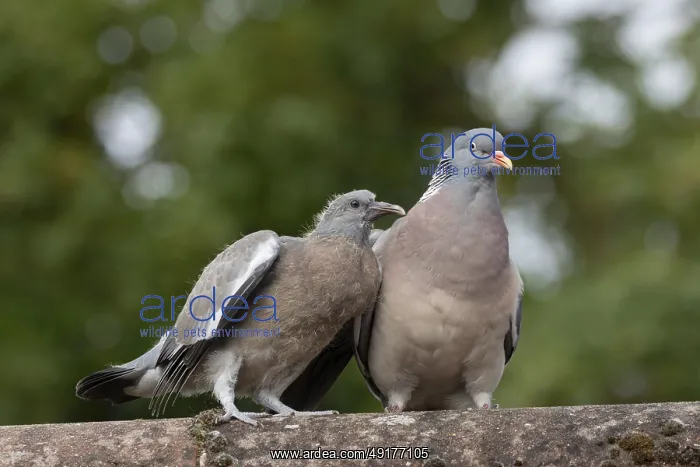 : Wood pigeon (Columba palumbus) : Wood pigeon (Columba palumbus)