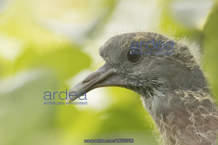 : Wood pigeon (Columba palumbus) juvenile baby cobb bird : Wood pigeon (Columba palumbus) juvenile baby cobb bird