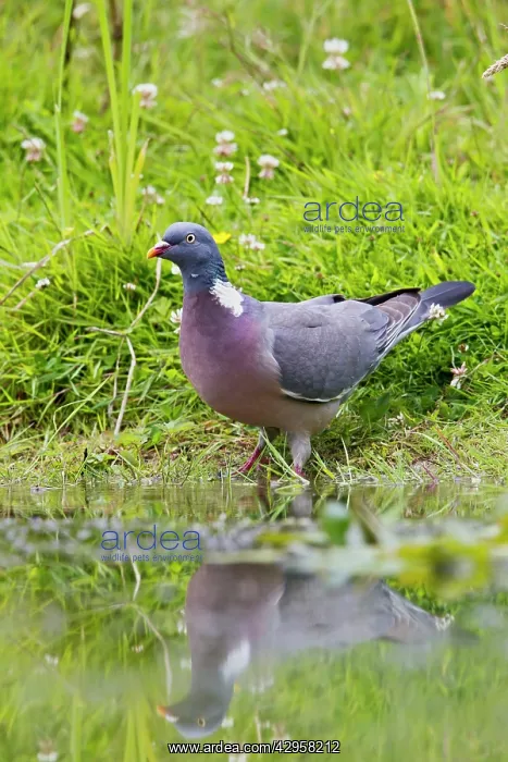 : Wood Pigeon - drinking from pond : Wood Pigeon - drinking from pond