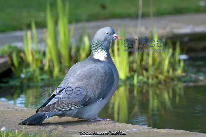 : Wood Pigeon - at edge of garden pond : Wood Pigeon - at edge of garden pond