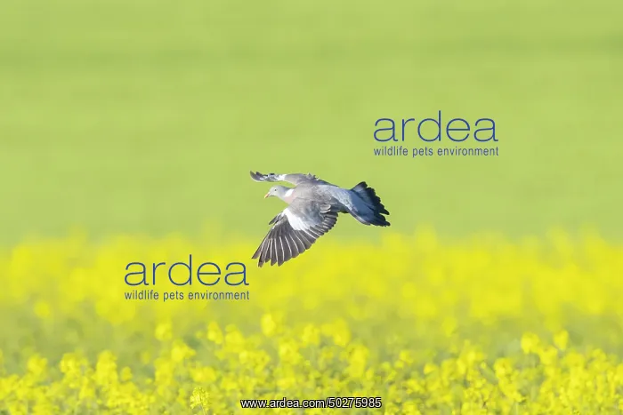 : Wood Pigeon flght : Wood Pigeon flght