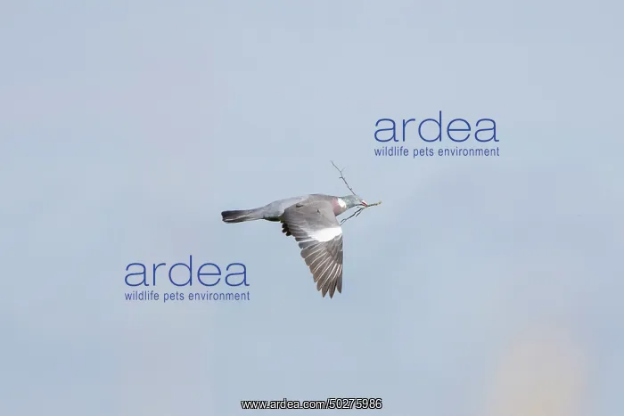 : Wood Pigeon flght : Wood Pigeon flght