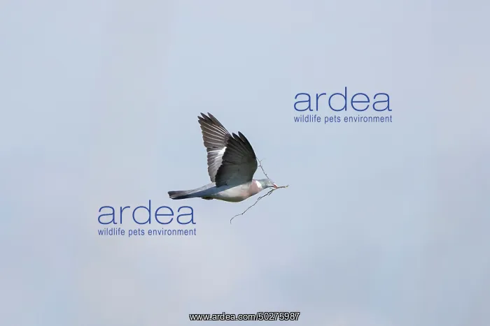 : Wood Pigeon flght : Wood Pigeon flght
