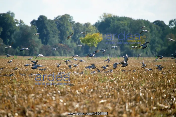 : Wood Pigeon - flock, alighing on stubble field : Wood Pigeon - flock, alighing on stubble field