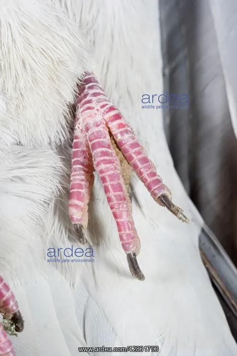 : Wood Pigeon - foot of dead bird showing claws : Wood Pigeon - foot of dead bird showing claws