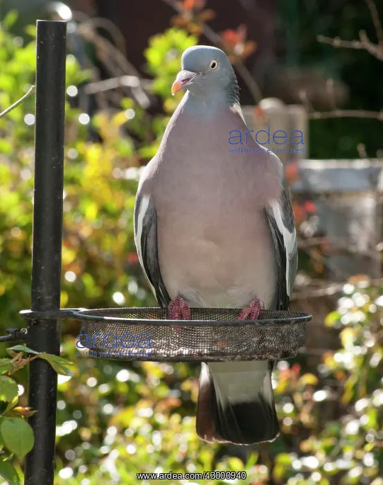 : Wood Pigeon on garden bird feeder : Wood Pigeon on garden bird feeder