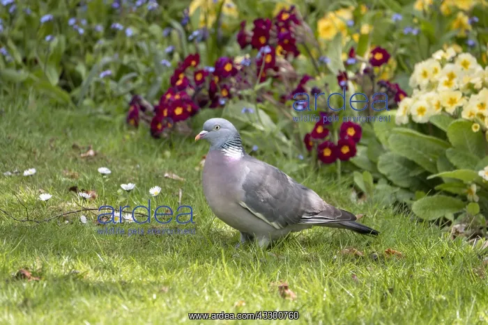 : Wood Pigeon in garden - Norfolk UK : Wood Pigeon in garden - Norfolk UK
