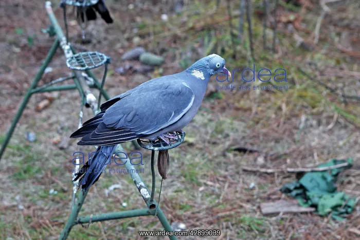  : Wood Pigeon hunting area - decoy bird