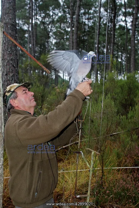 : Wood Pigeon hunting area - hunter and decoy bird : Wood Pigeon hunting area - hunter and decoy bird