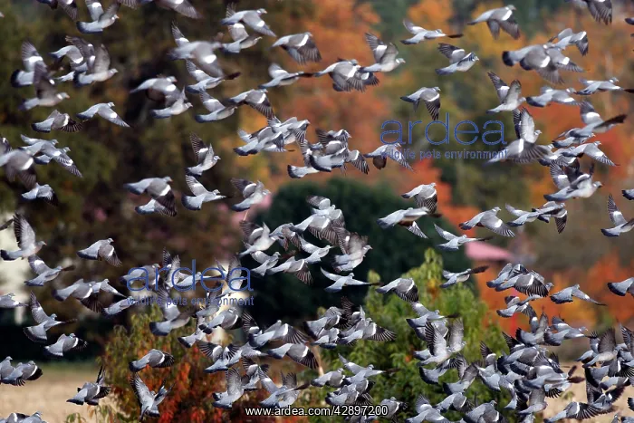 : Wood Pigeon - large flock in flight : Wood Pigeon - large flock in flight