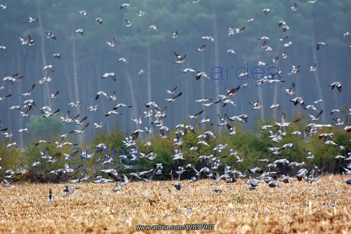 : Wood Pigeon - large flock in flight : Wood Pigeon - large flock in flight