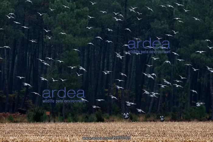 : Wood Pigeon - large flock in flight : Wood Pigeon - large flock in flight