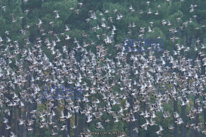  : Wood Pigeon - large flock in flight