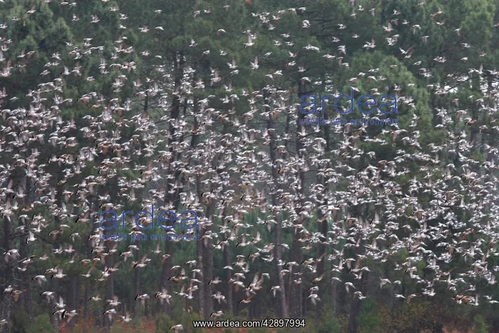 : Wood Pigeon - large flock in flight : Wood Pigeon - large flock in flight