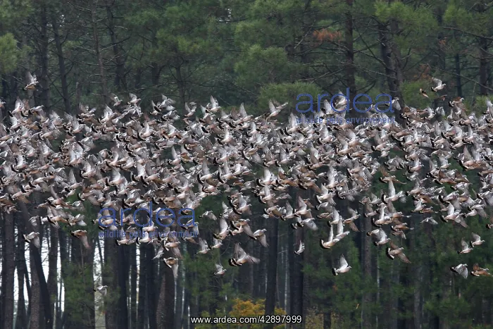 : Wood Pigeon - large flock in flight : Wood Pigeon - large flock in flight