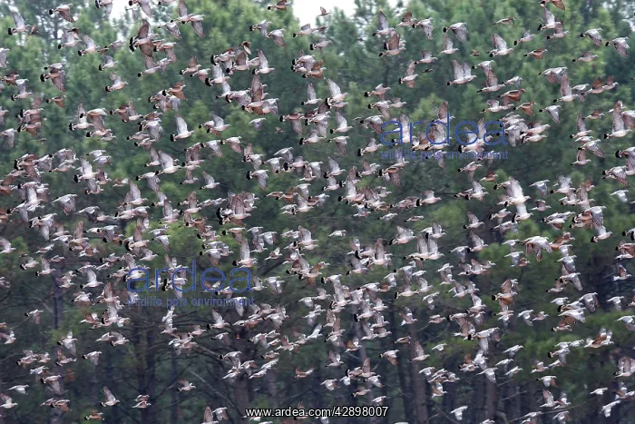 : Wood Pigeon - large flock in flight : Wood Pigeon - large flock in flight