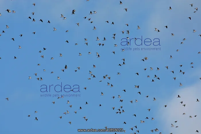 : Wood Pigeon - large flock in flight : Wood Pigeon - large flock in flight