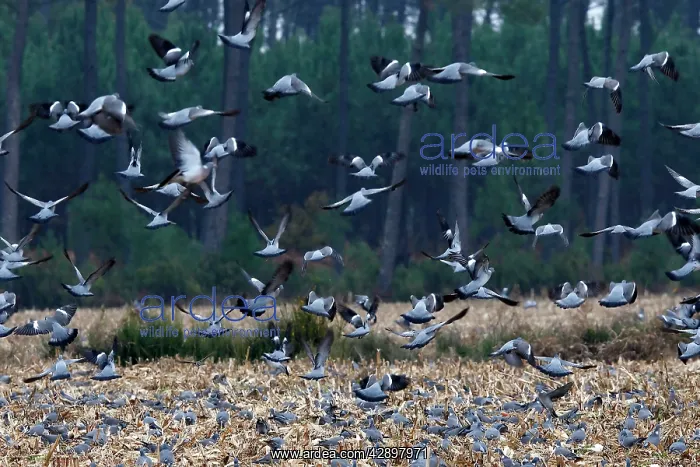 : Wood Pigeon - large flock in flight landing in field : Wood Pigeon - large flock in flight landing in field