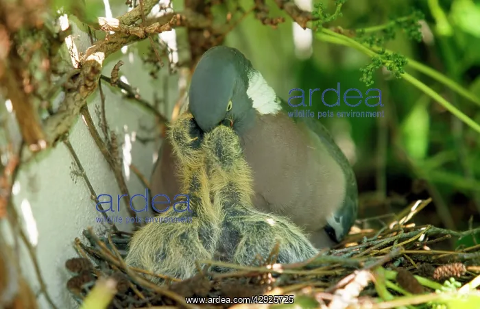  : Wood Pigeon - in nest with young