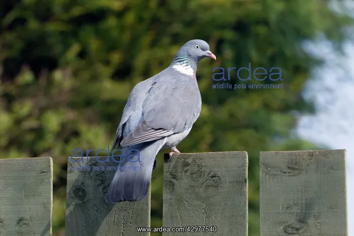 : Wood Pigeon - perched on garden fence : Wood Pigeon - perched on garden fence